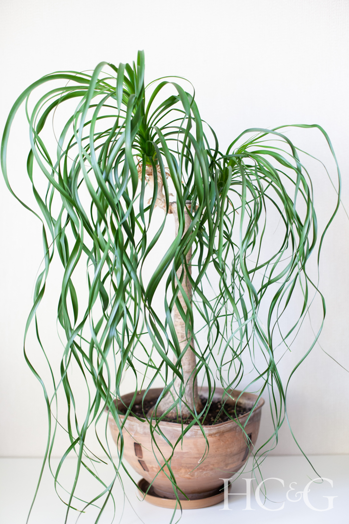 Beaucarnea,recurvata,or,nolina,in,a,brown,pot,on,a