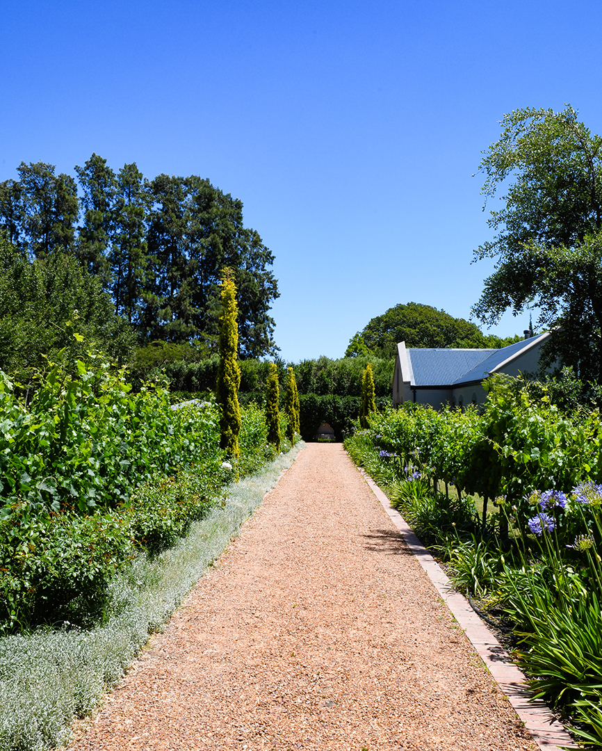 Captivating South Africa Villa With An Established Olive Orchard And Vineyard Wants 5 25m Gardens 13