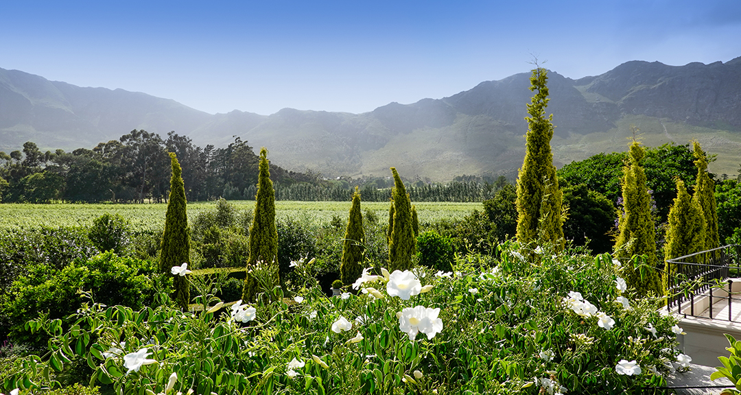 Captivating South Africa Villa With An Established Olive Orchard And Vineyard Wants 5 25m Gardens 1