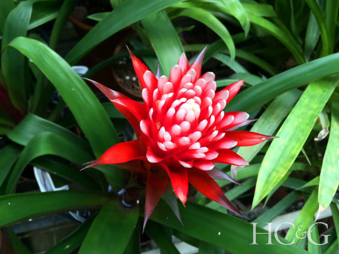 Guzmania,hope,,a,bromeliad,with,a,stunning,flower,and,foliage