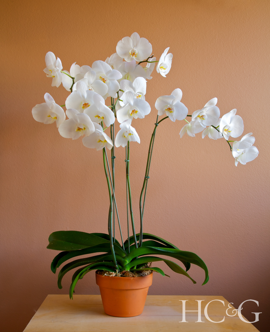 Phalaenopsis,orchid,,also,called,moth,orchid,,with,many,stems,in