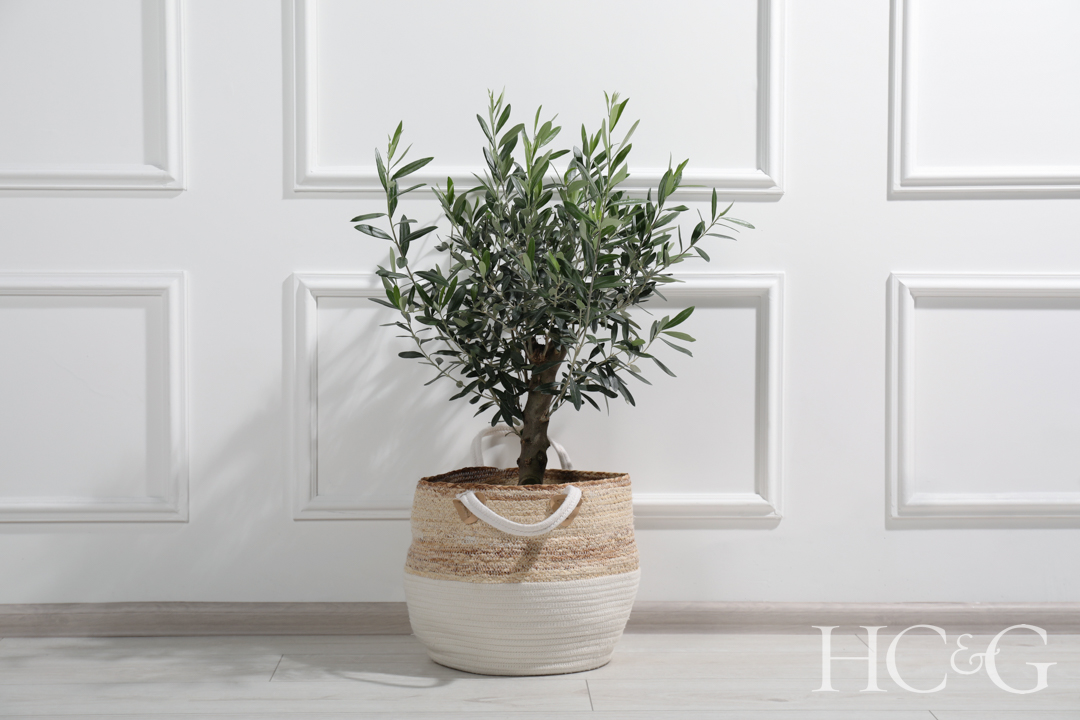 Beautiful,young,potted,olive,tree,near,white,wall,indoors.,interior