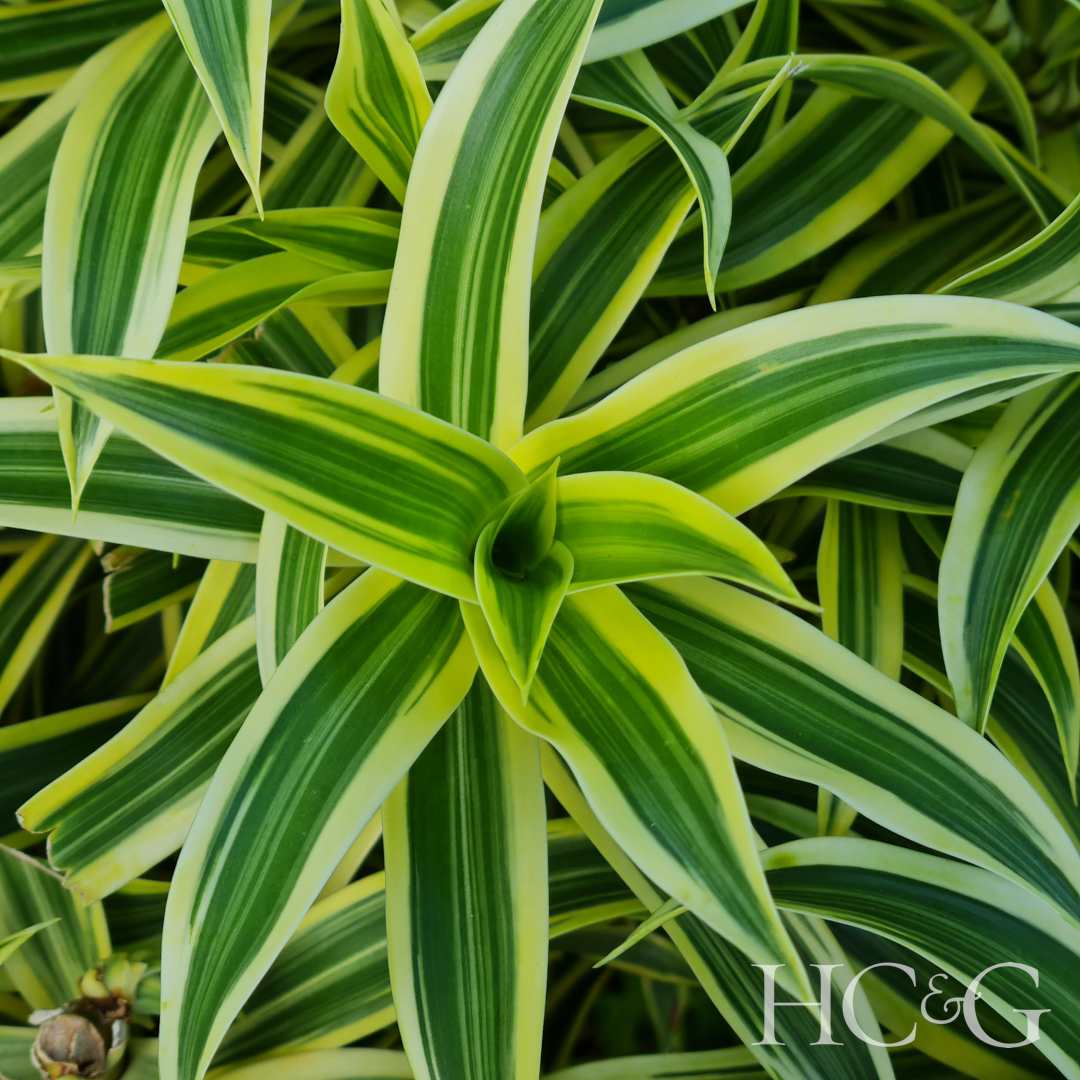 Dracaena,reflexa,is,a,tree,native,to,mozambique,,madagascar,,mauritius,