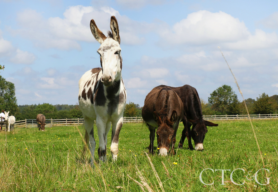 The Donkey Sanctuary Sidmouth Iii
