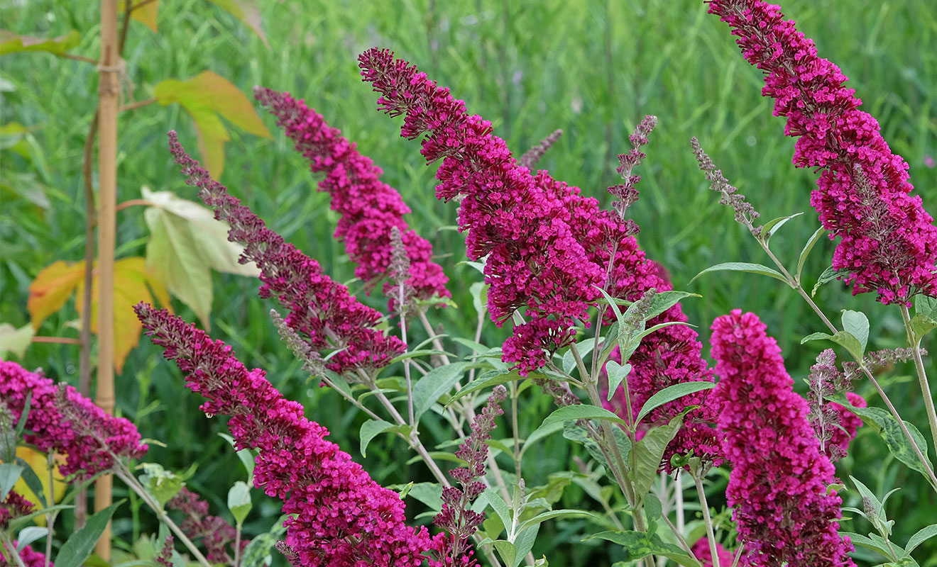 Five Pots to Pair With Your Summer Plants