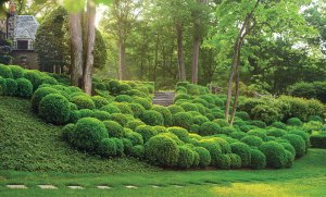 20 Years of Lush Gardens