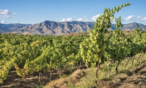 A Taste of One of the Wine World’s Hottest Trends