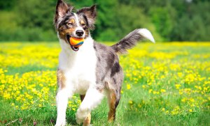 National Fetch Day: October 19