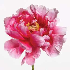 Paul Lange’s Iconic ‘Big Blooms’ Honor Exceptional Women