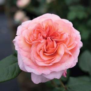 The Martha Stewart Rose