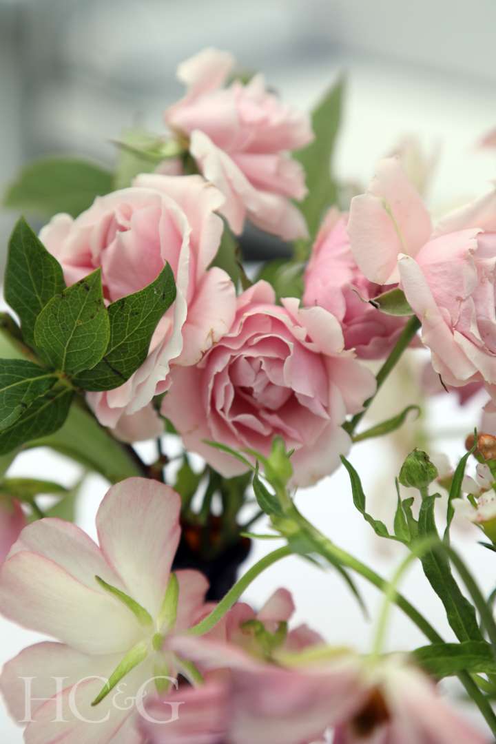 Pink roses