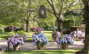 East End Potted Hydrangeas