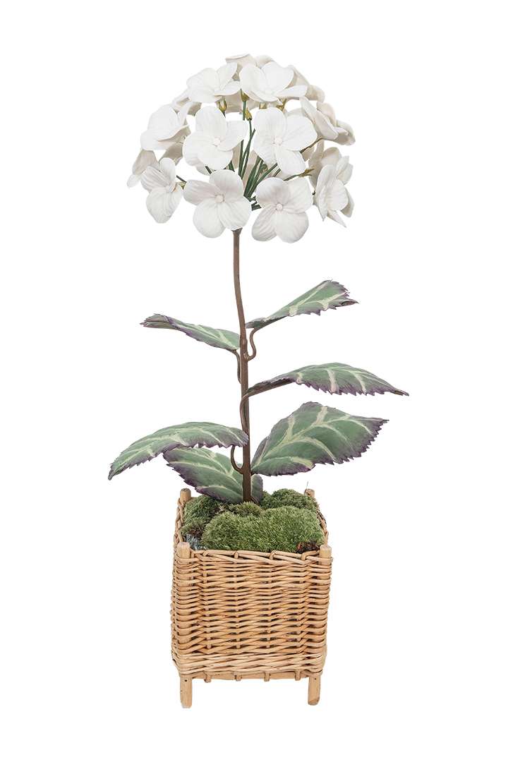 White Hydrangea in Whicker Planter