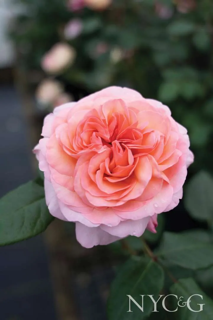 Martha Stewart pink rose