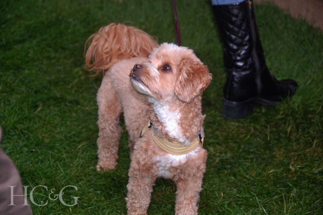 Dog at Much Ado About Madoo Cocktail Party 2025