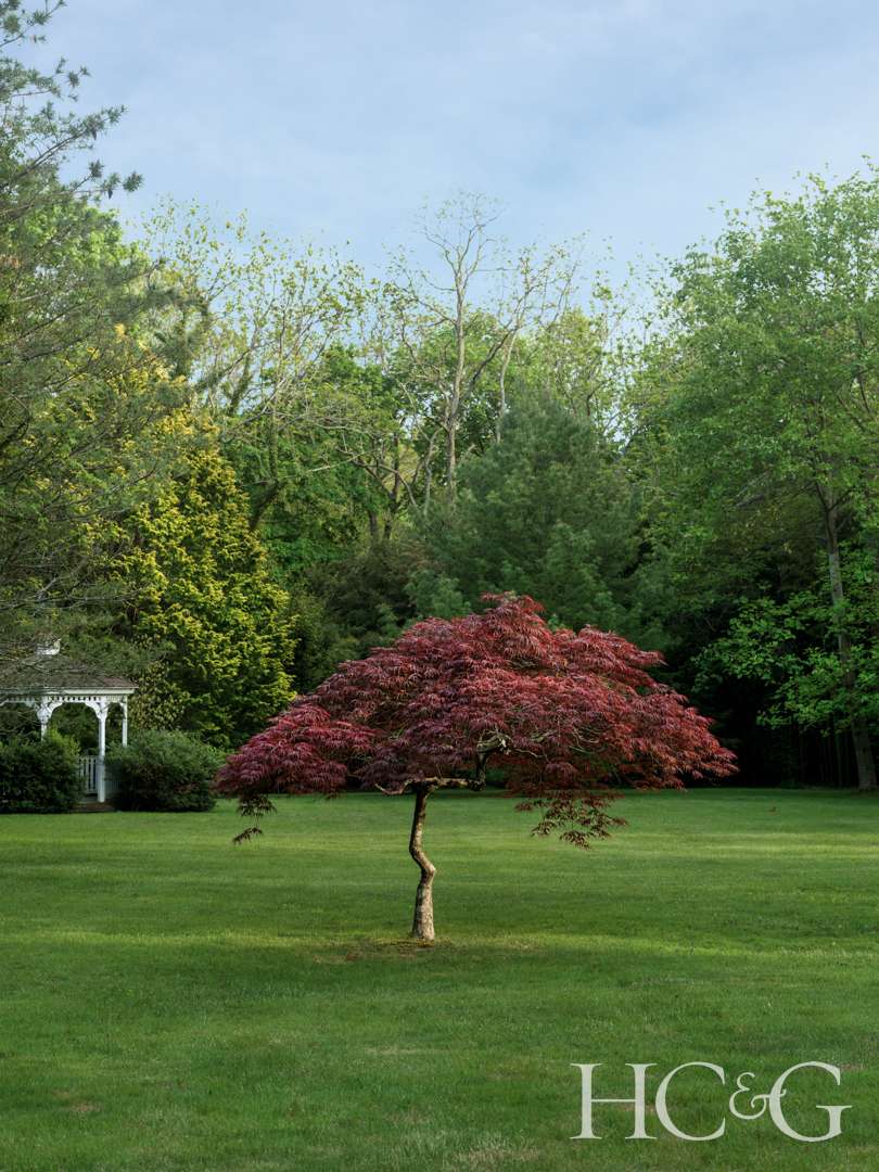 Bellport backyard landscape