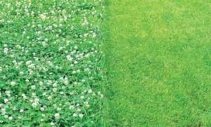 Grow Your Hamptons Garden