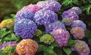 Hello, Summer! The Latest in All Things Garden