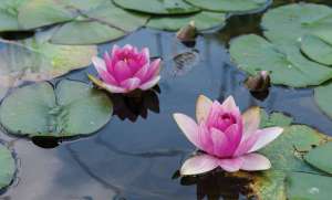 Height of Summer Garden Insights