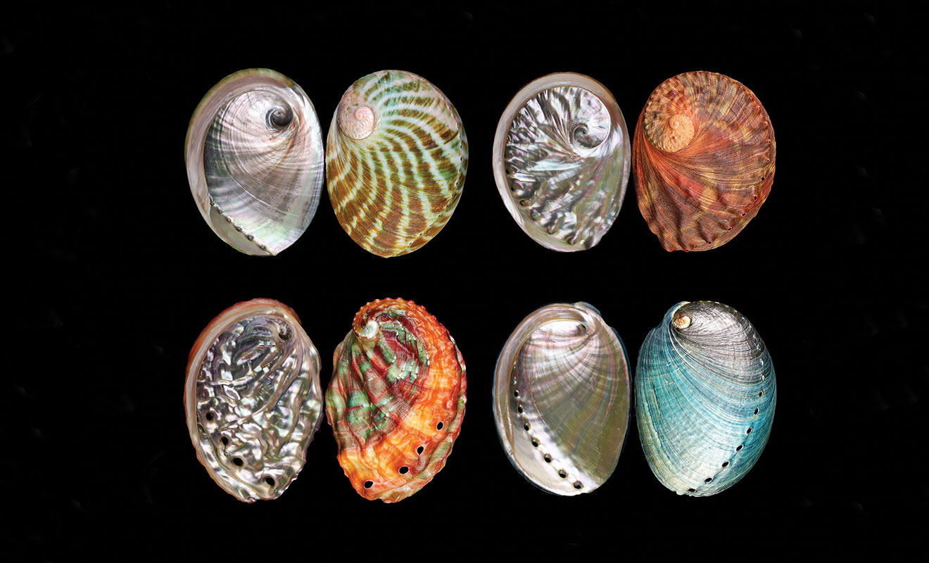 Meet the Photographer: Anders Hallan