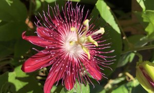 The Art of a Living Landscape