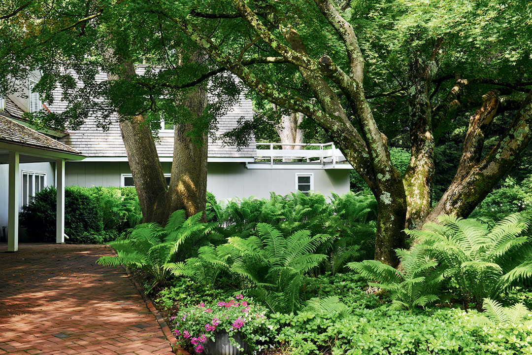 A Fern-Filled New Canaan Garden