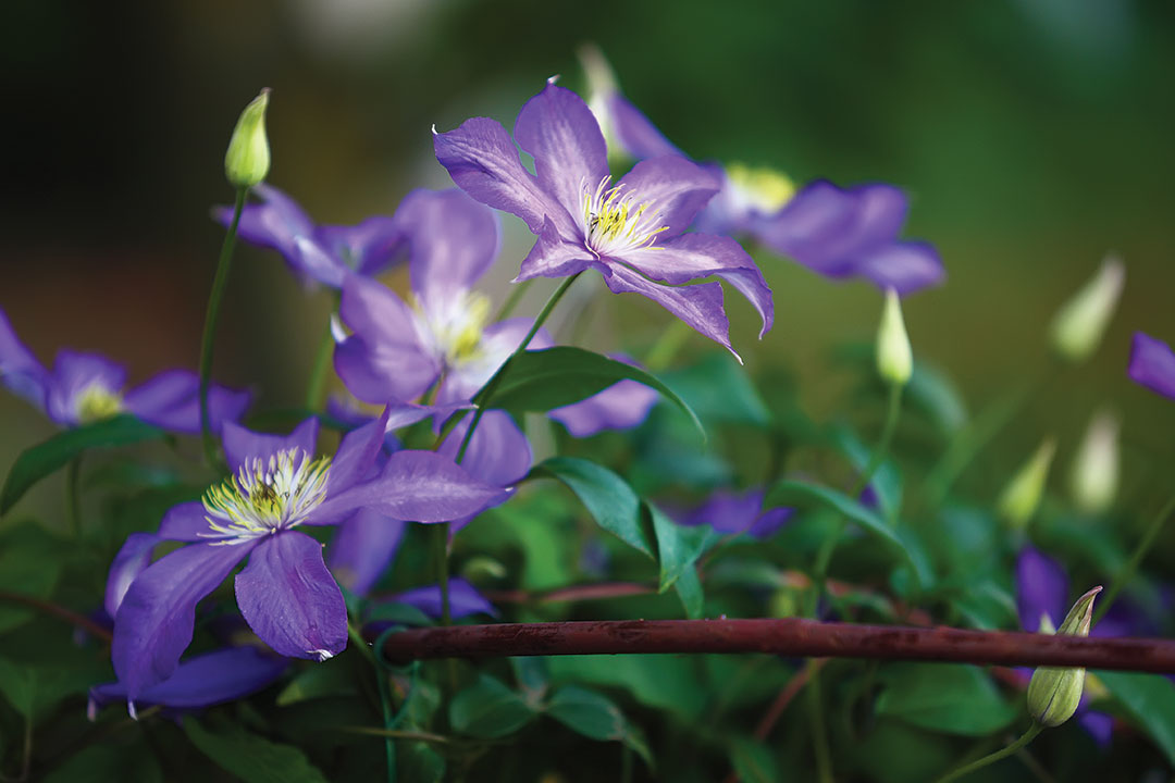 Planting Your Summer Garden With Purpose
