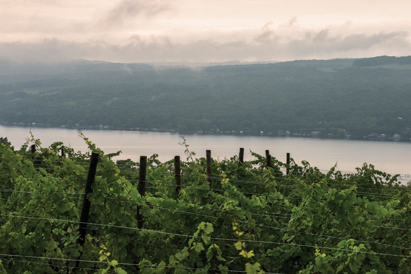 Discover the Hidden Secrets of New York's Wineries