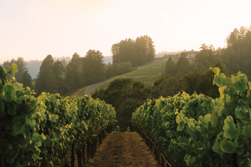 Beyond the Vineyard: A New Perspective on California Wines