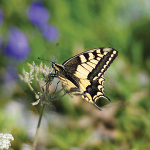 Considering the Impact of Butterflies on East End Gardens