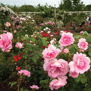 Garden Designer Hal Goldberg&rsquo;s Guide to the East End&rsquo;s Best Blossoms