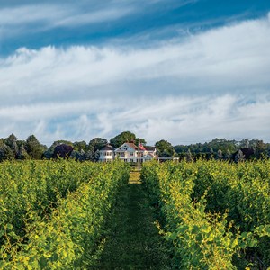 Fancy Getting Into the Wine Business? These 3 North Fork Vineyards Are On the Market