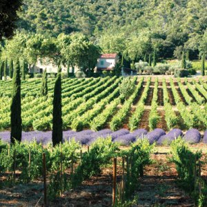 Here's the Secret to Snagging the Perfect Summer Ros&eacute;