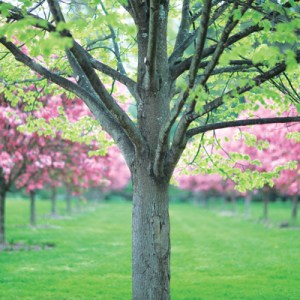 Landscape Architect Janice Parker Gives a Master Class on Trees