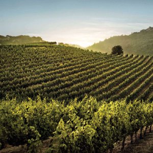 Meet the Women Behind California's Most Renowned Reds