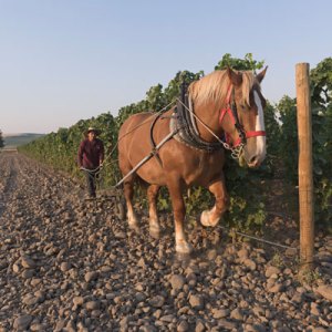 Our Expert Explores the Wines of Walla Walla, Washington