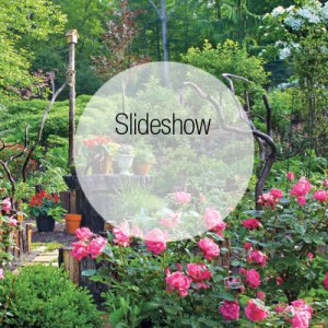Tour an Enchanting Woodland Garden in Greenwich